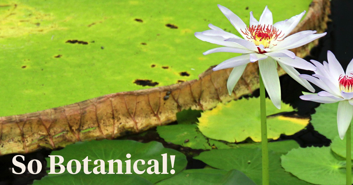 Botanical Gardens United Kingdom header on Thursd