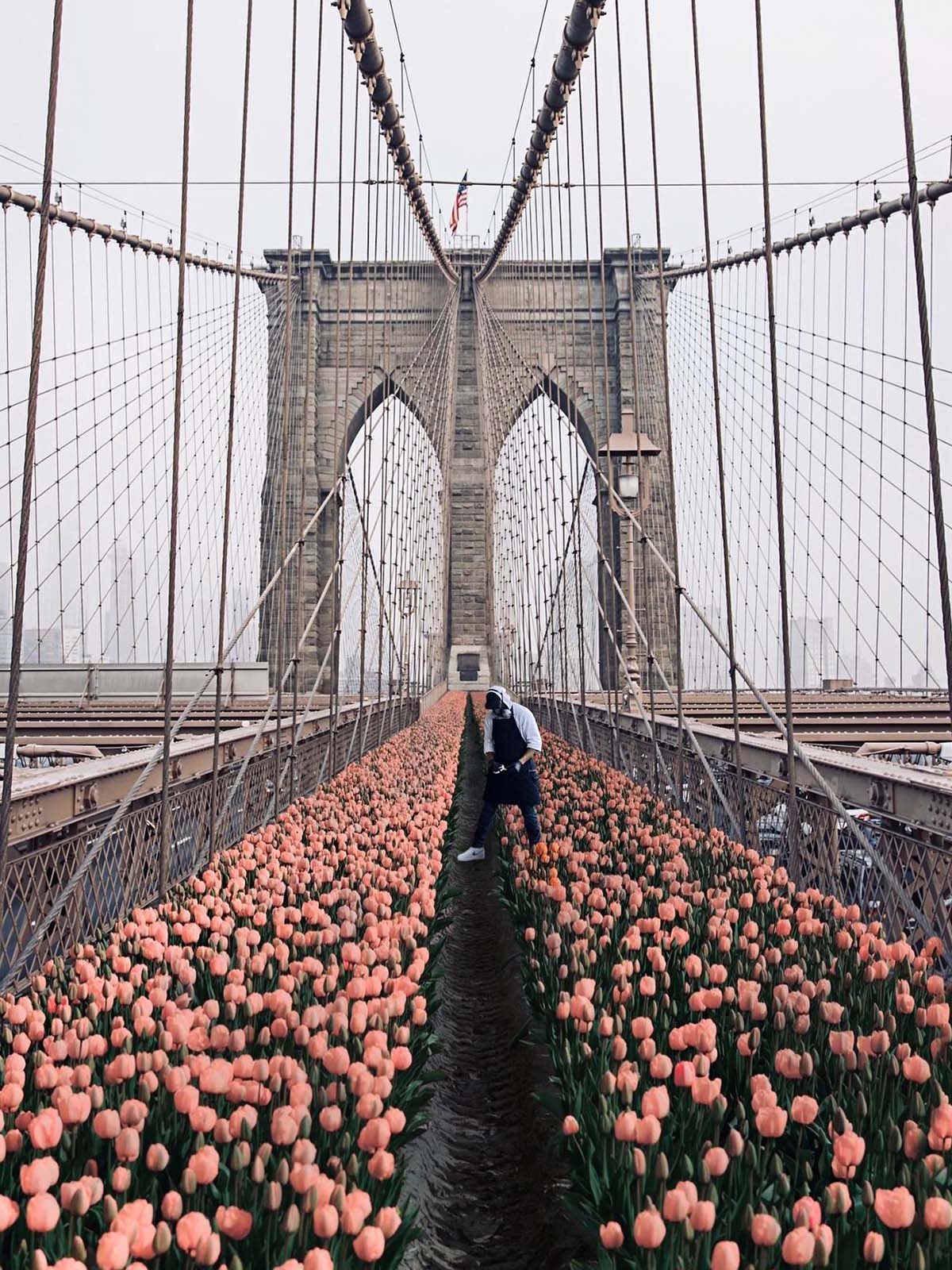 Mr Flower Fantastic Brooklyn Bridge tulips
