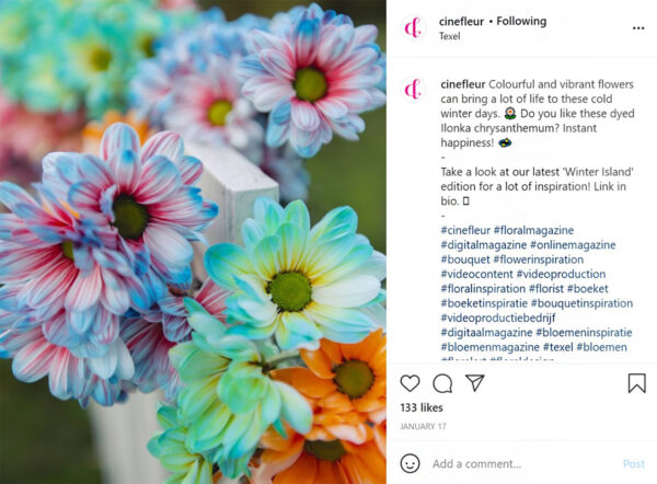 Chrysanthemum Ilonka on Instagram