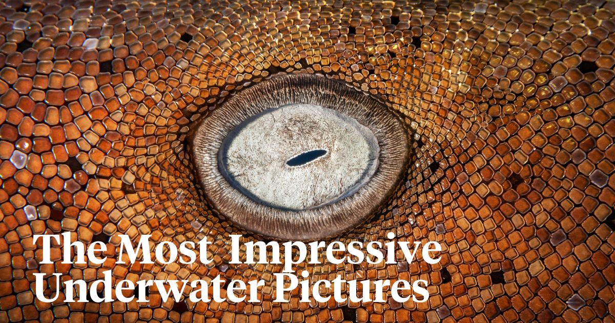 The most impressive underwater pictures header