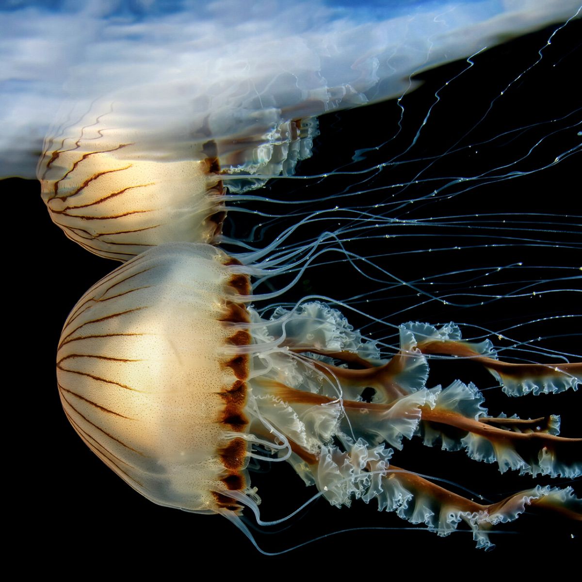 Underwater photographer of the year featured