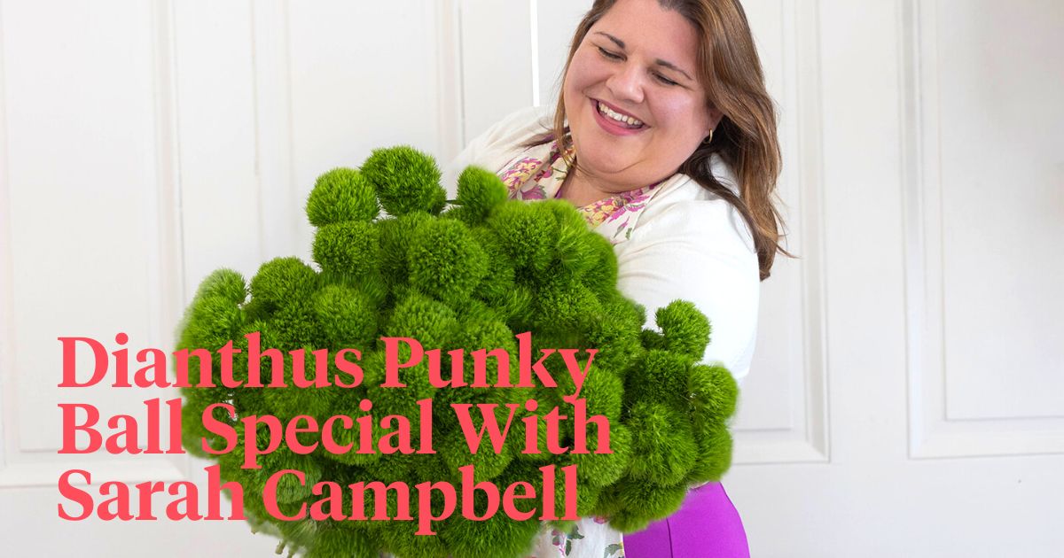 Dianthus punky ball special with Sarah Campbell header