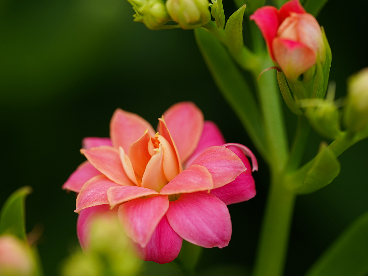 Pink Kalanchoe cut flower