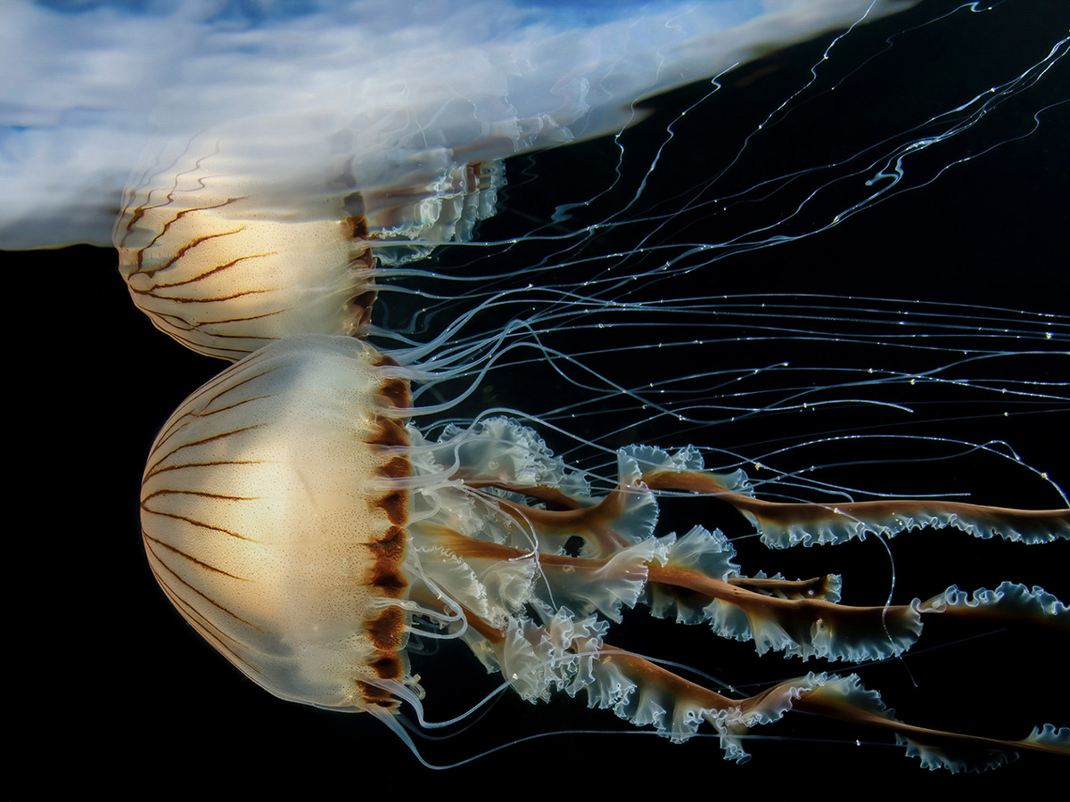 Underwater photographer of the year Malcolm Nimmo