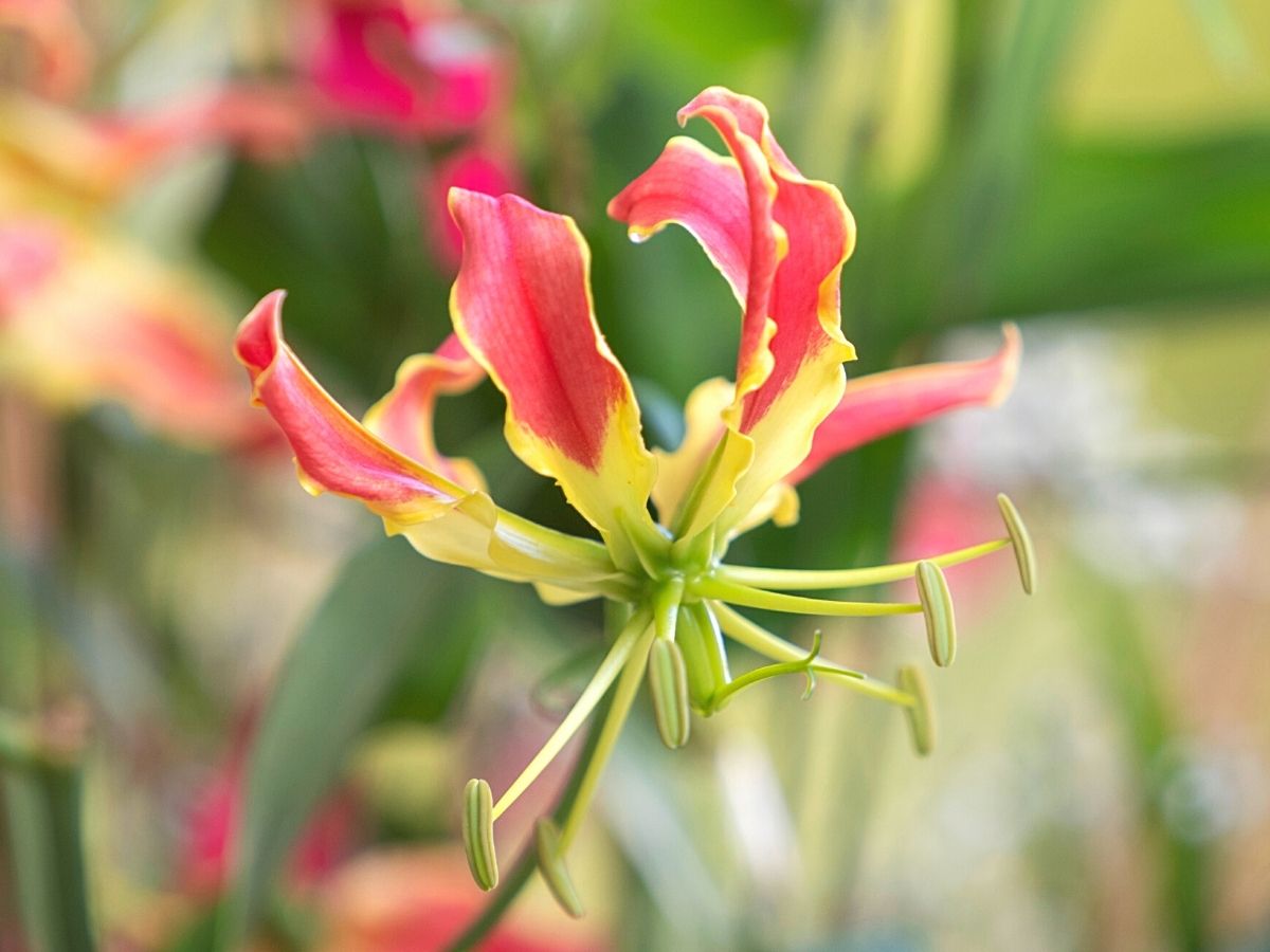 Color options of Gloriosa Superba