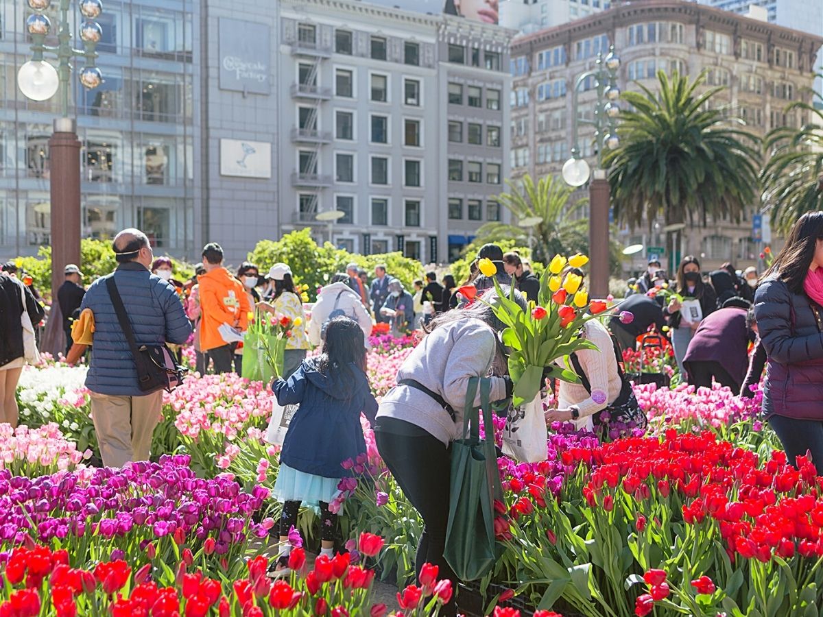 80,000 Tulips to Illuminate San Francisco’s Union Square for