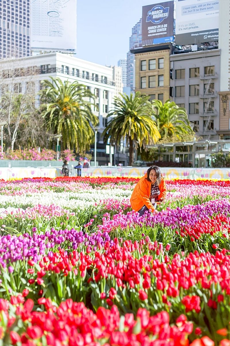 80,000 Tulips to Illuminate San Francisco’s Union Square for