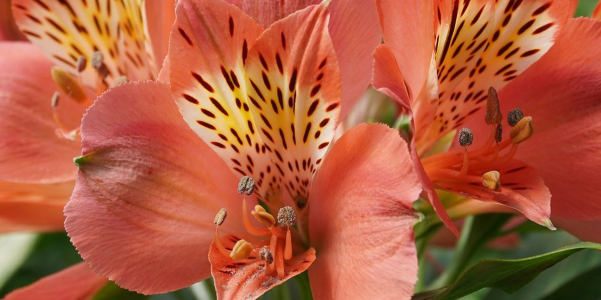 Alstroemeria Estee cut flower on Thursd header