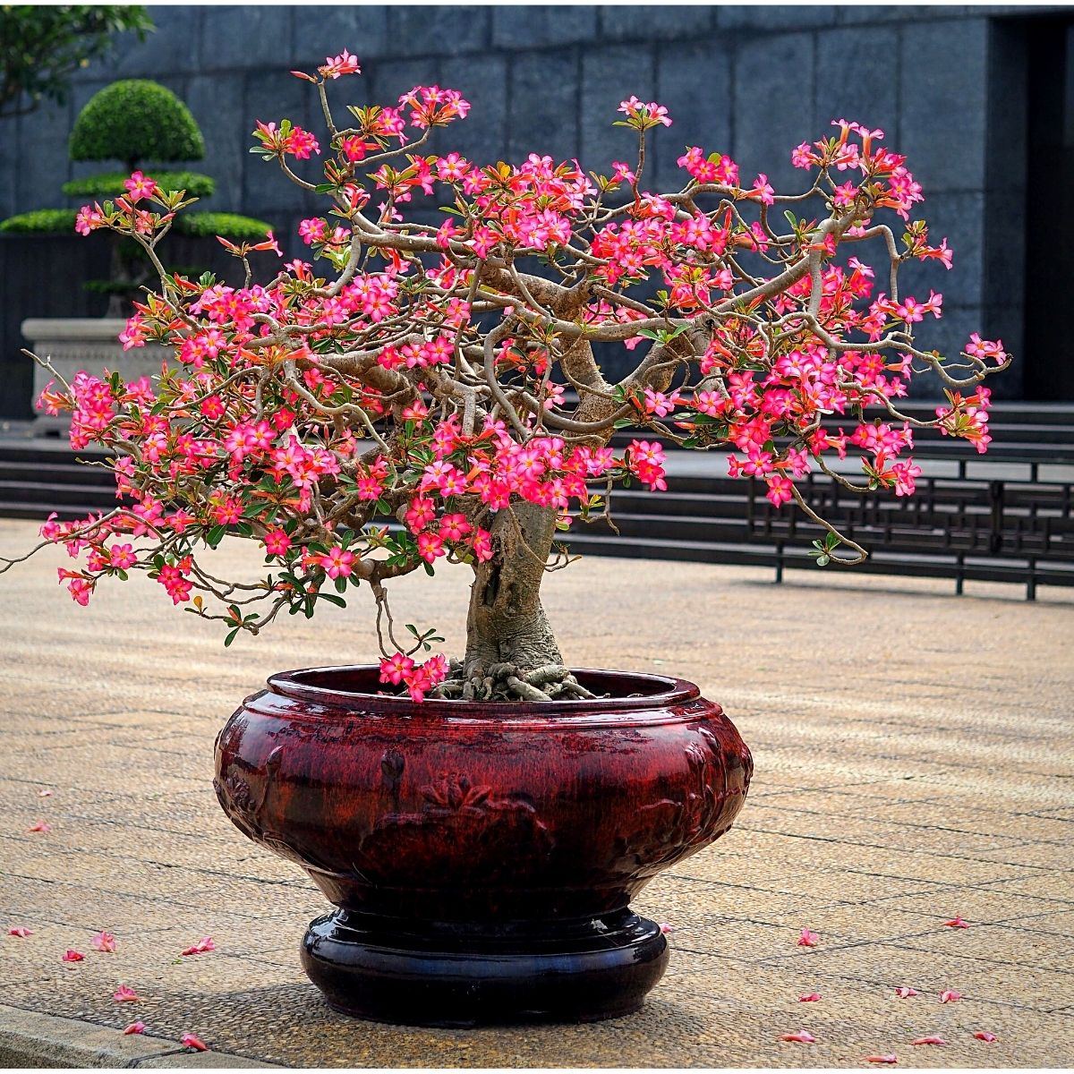 Miniature Tree with Pink Flowers