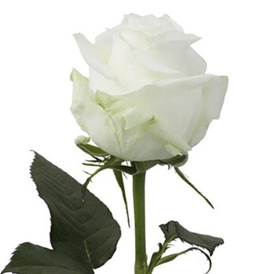 Star Roses