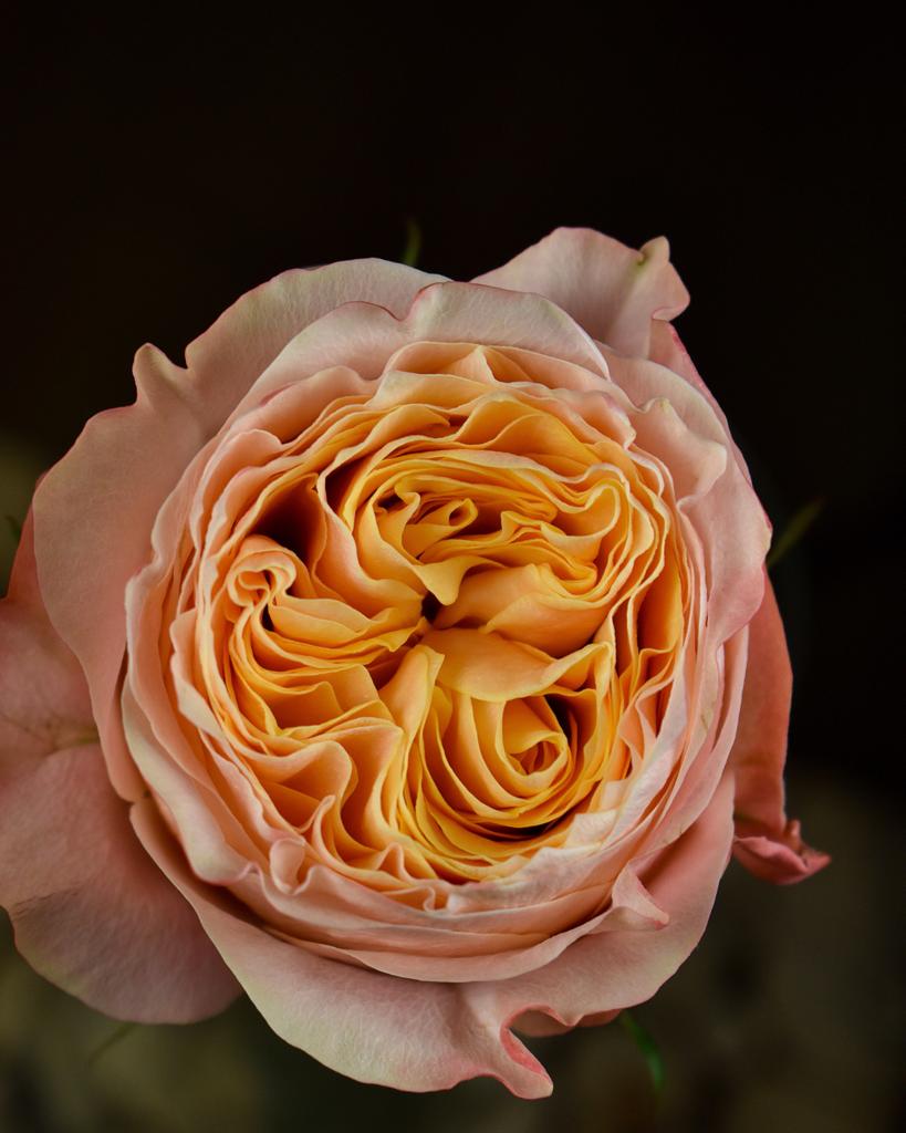 Rose Imagine Close-up - Decofresh roses on Thursd.