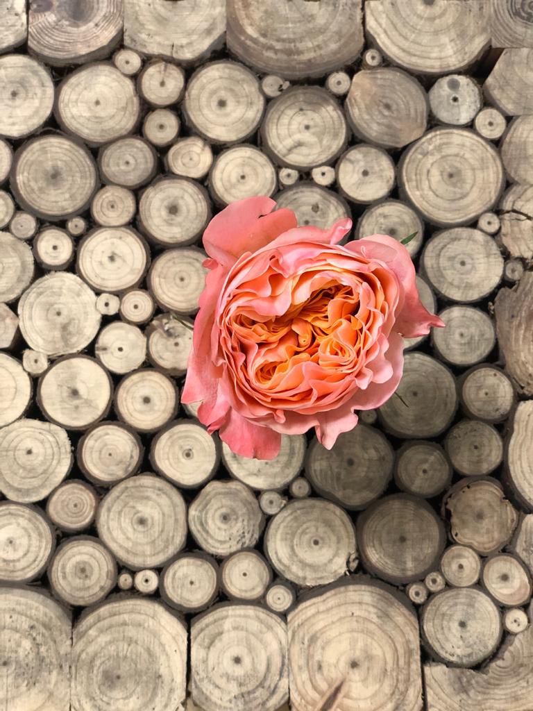 Rose Imagine Single rose on wood Decofresh on Thursd.