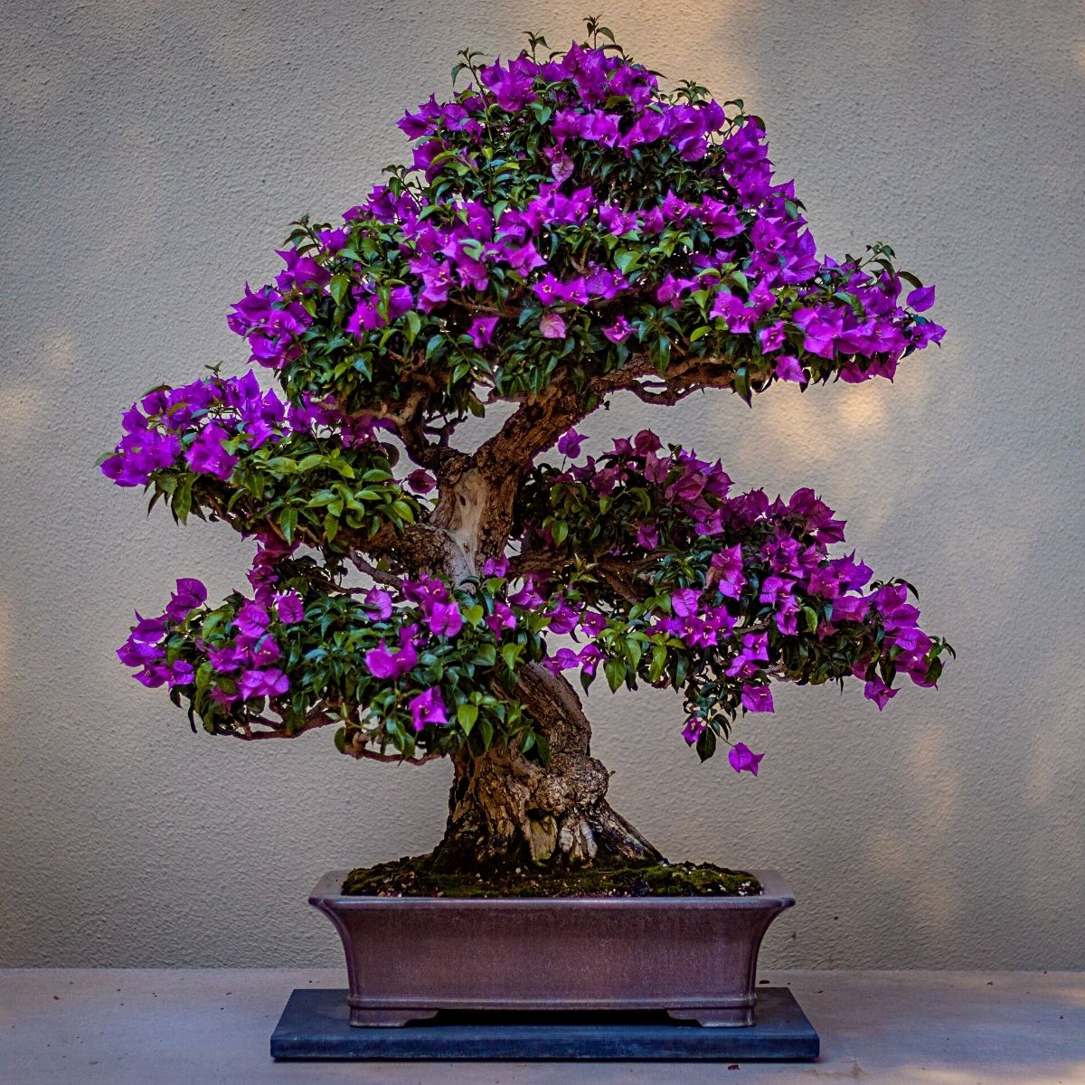 purple bonsai