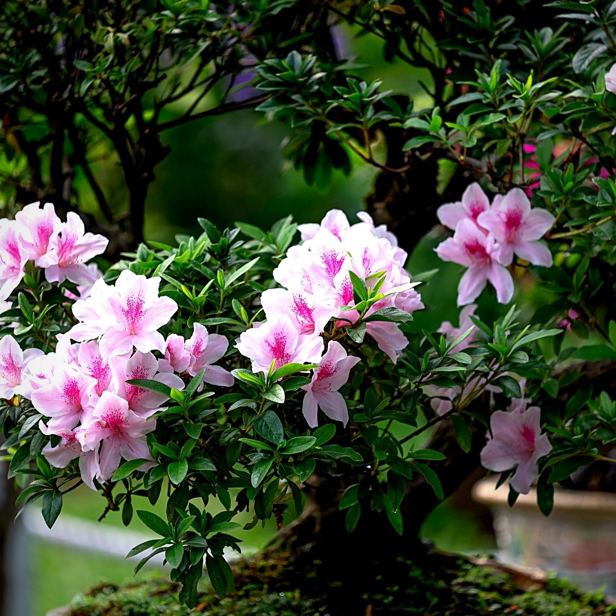 Pink flowers on bonsai 