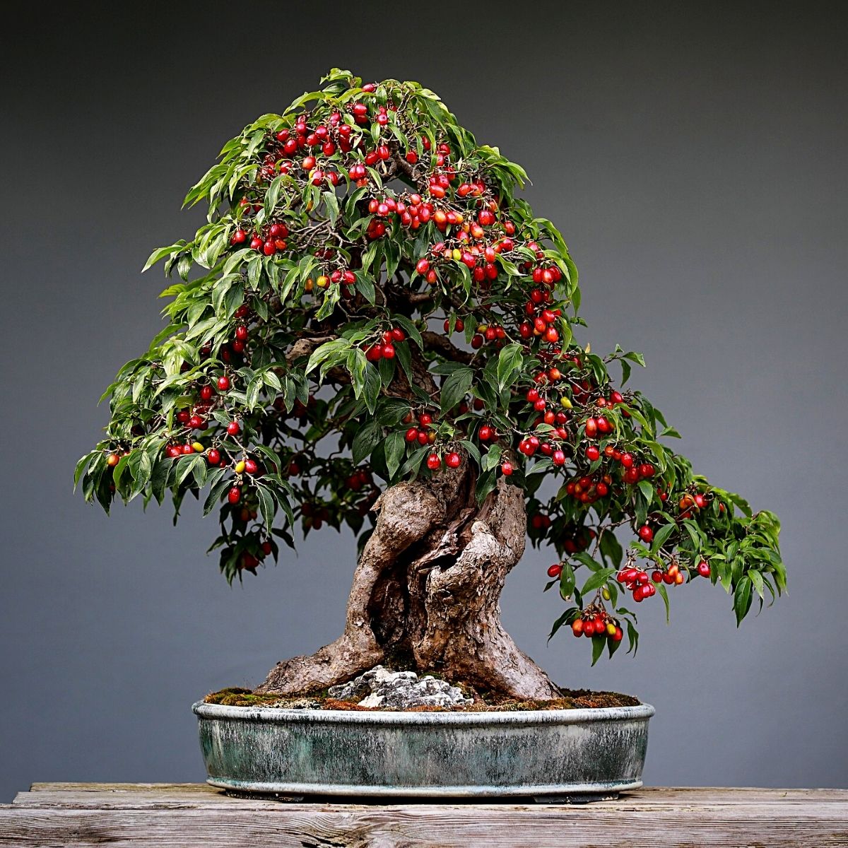 fruity bonsai