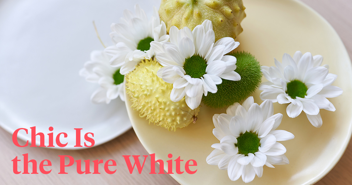Chrysanthemum Chic is the pure white header on Thursd