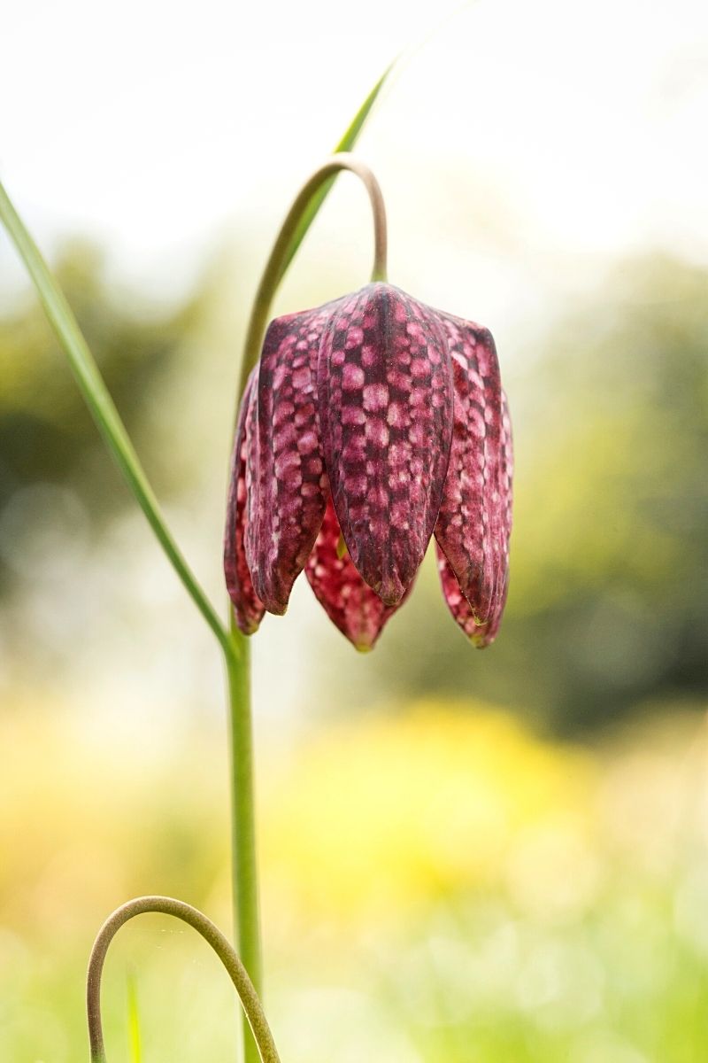 Fritillaris varieties look stunning in floral arrangements