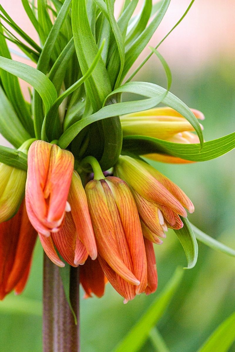 Crown imperial fritillaria in spring