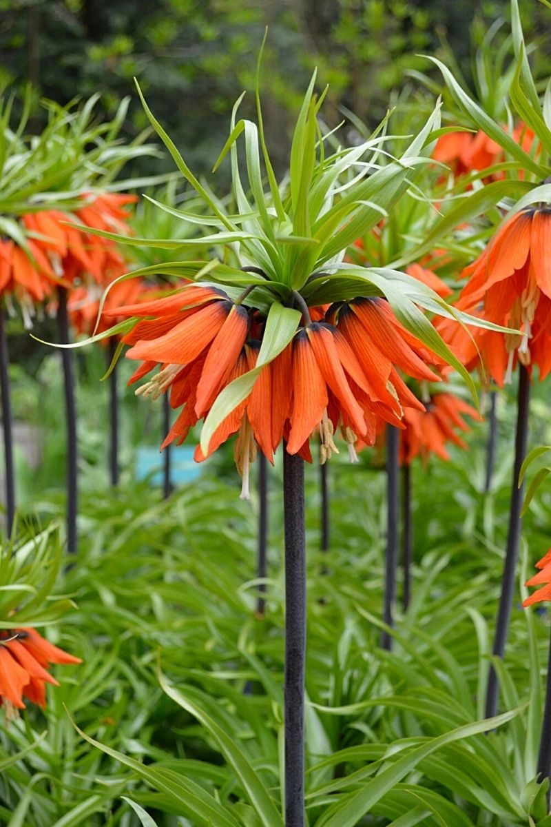 Fritillaria imperialis in orange reddish tone