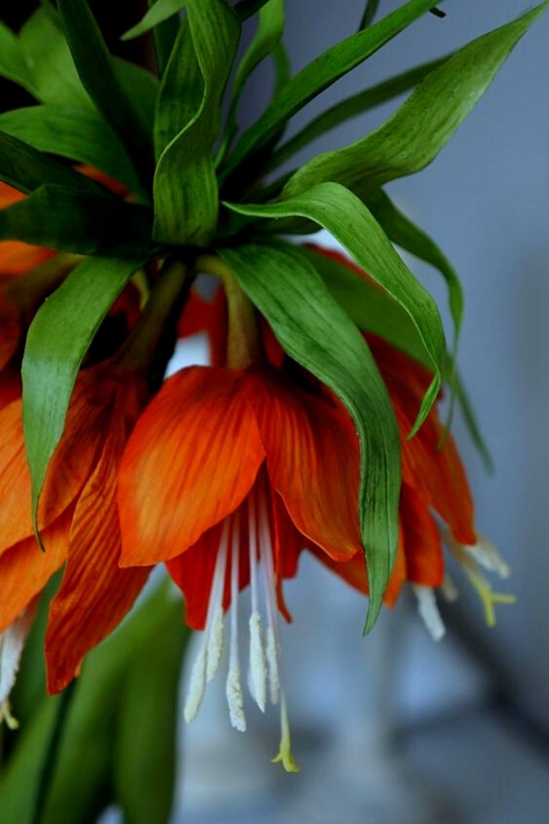 Fritillaria imperialis in bouquet