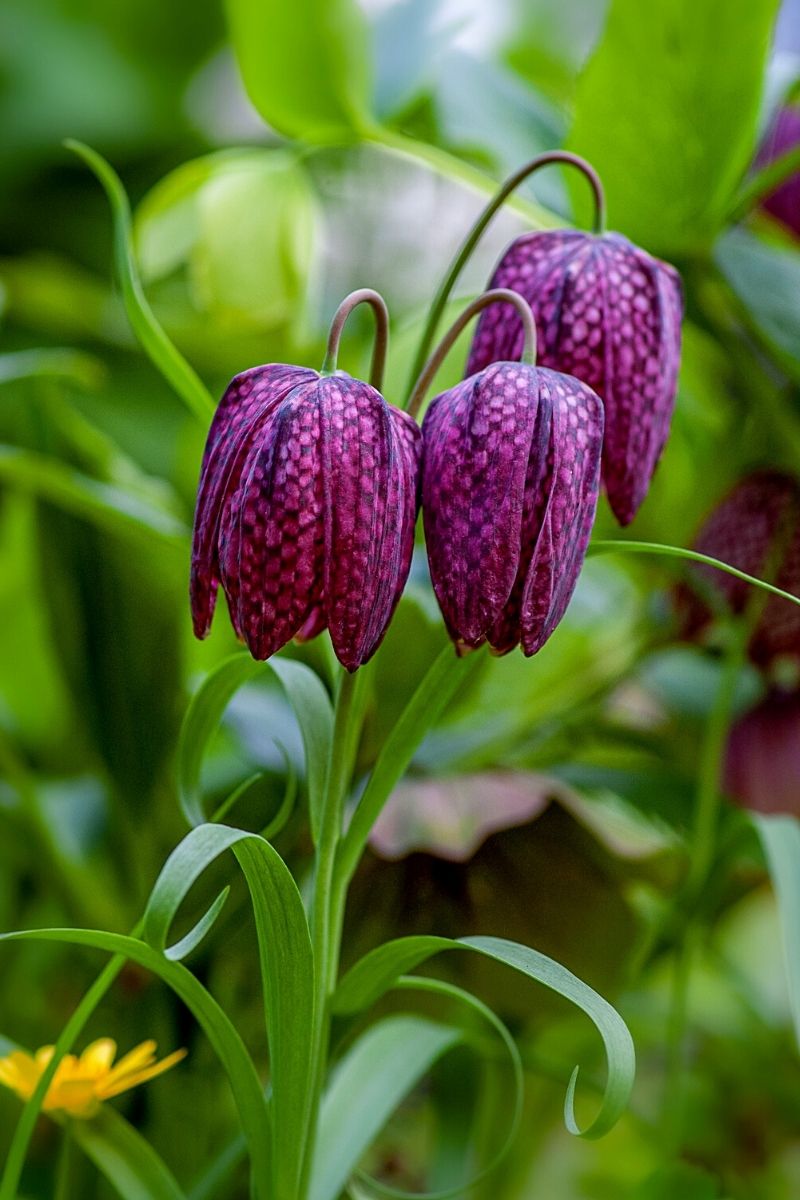 Fritillaria meleagris flower