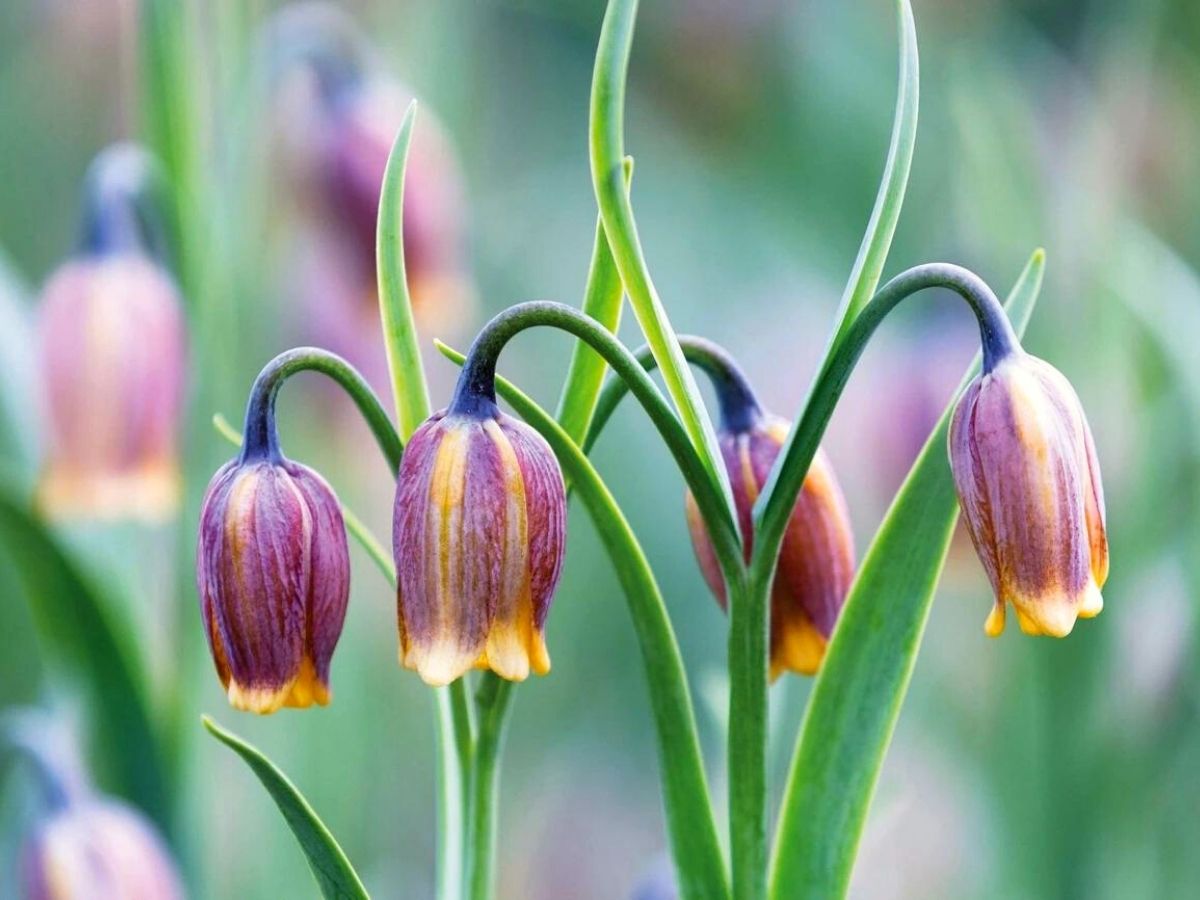 Fritillaria uva vulpis