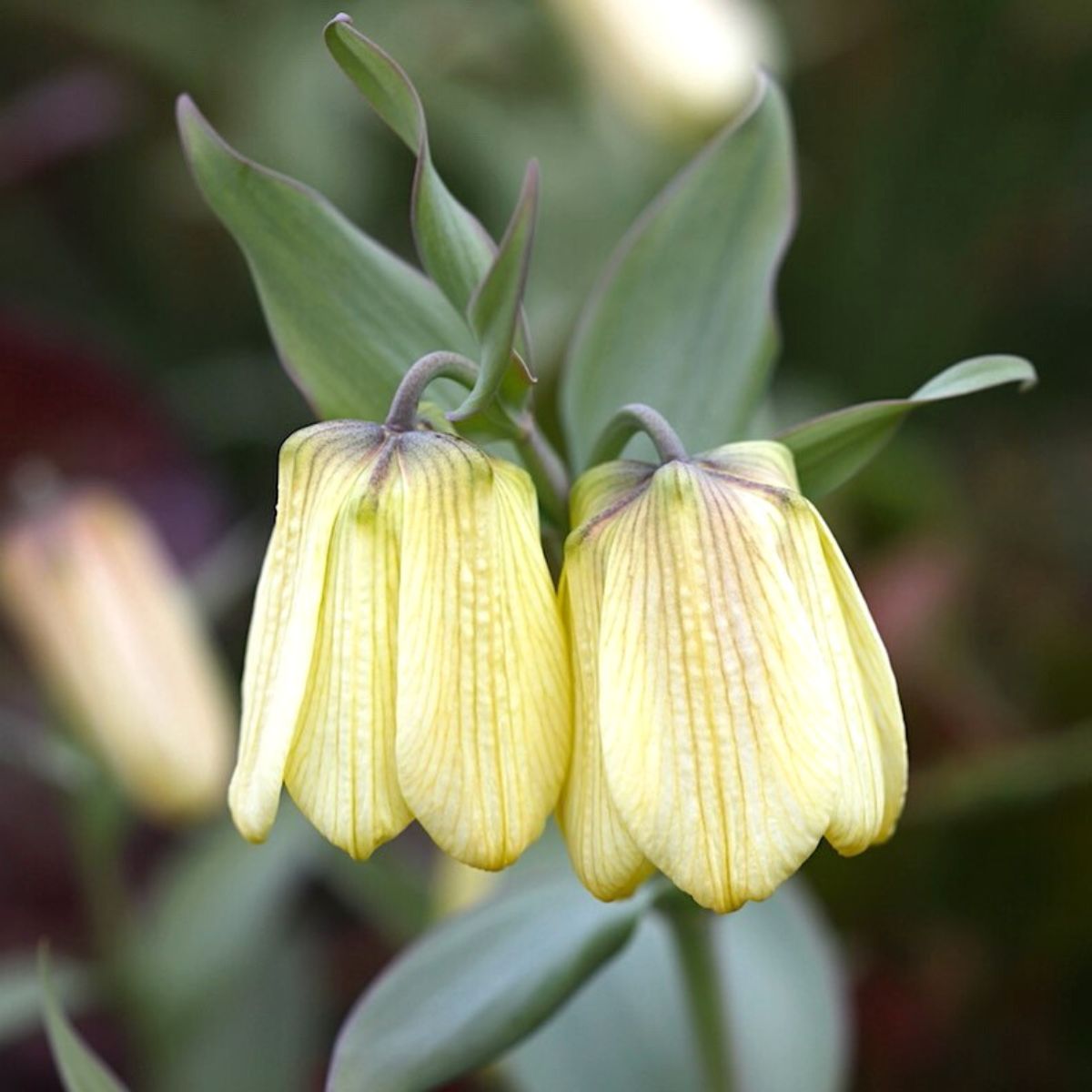 Fritillaria pallidiflora variety