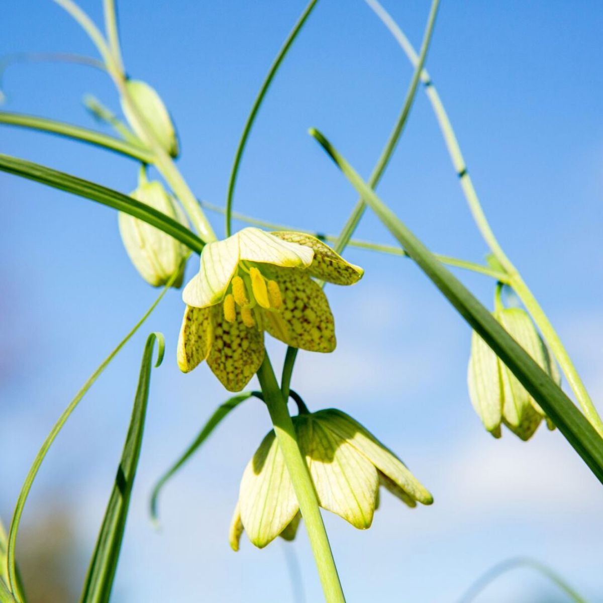 Yellow toned fritillaria thunbergii