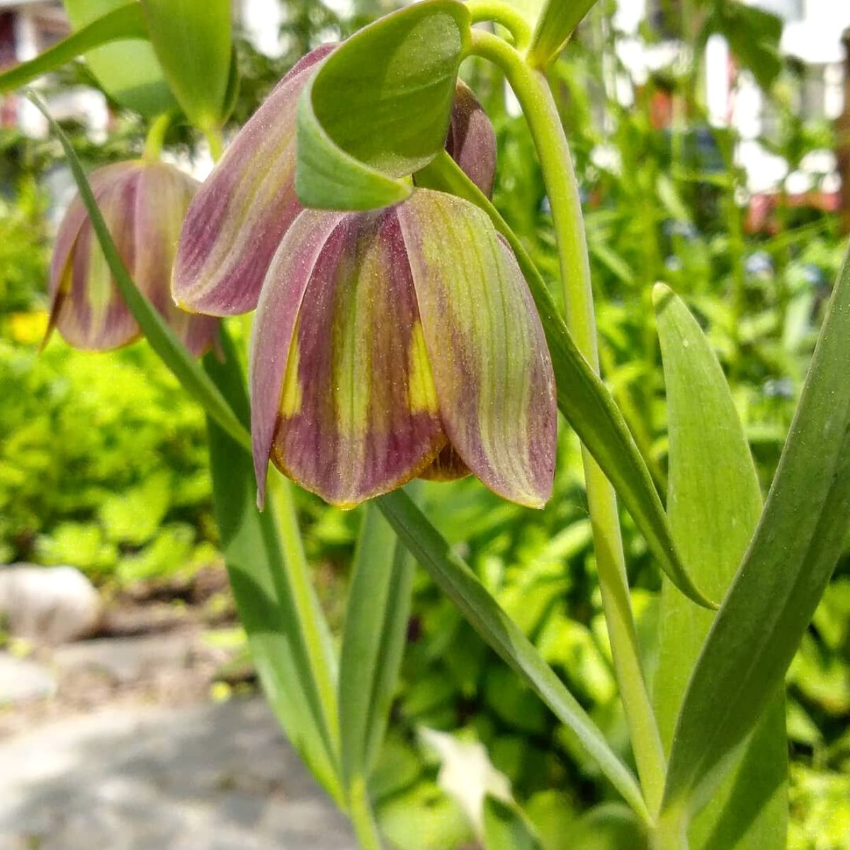 Fritillaria Pontica flower