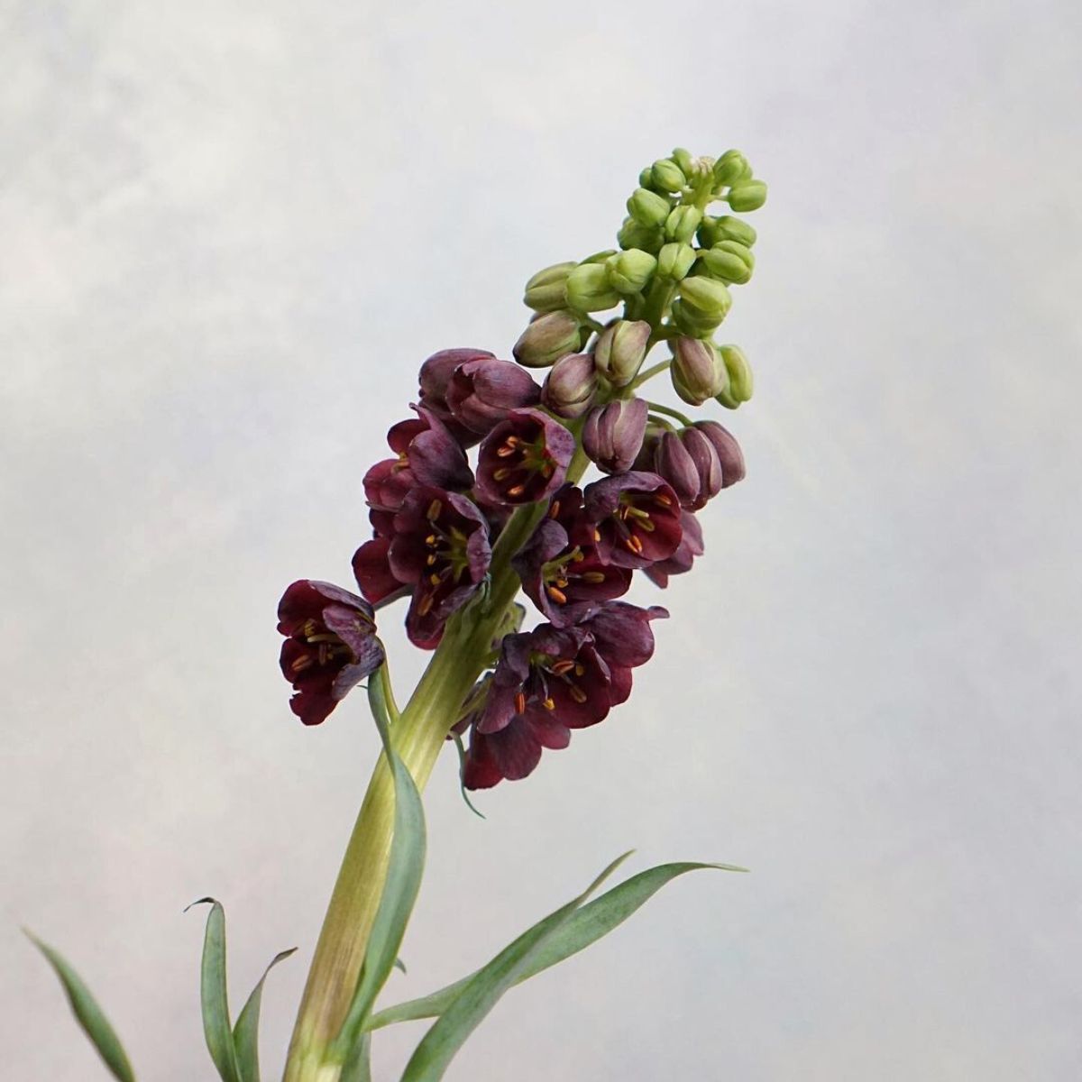 Fritillaria Persica black colored flower