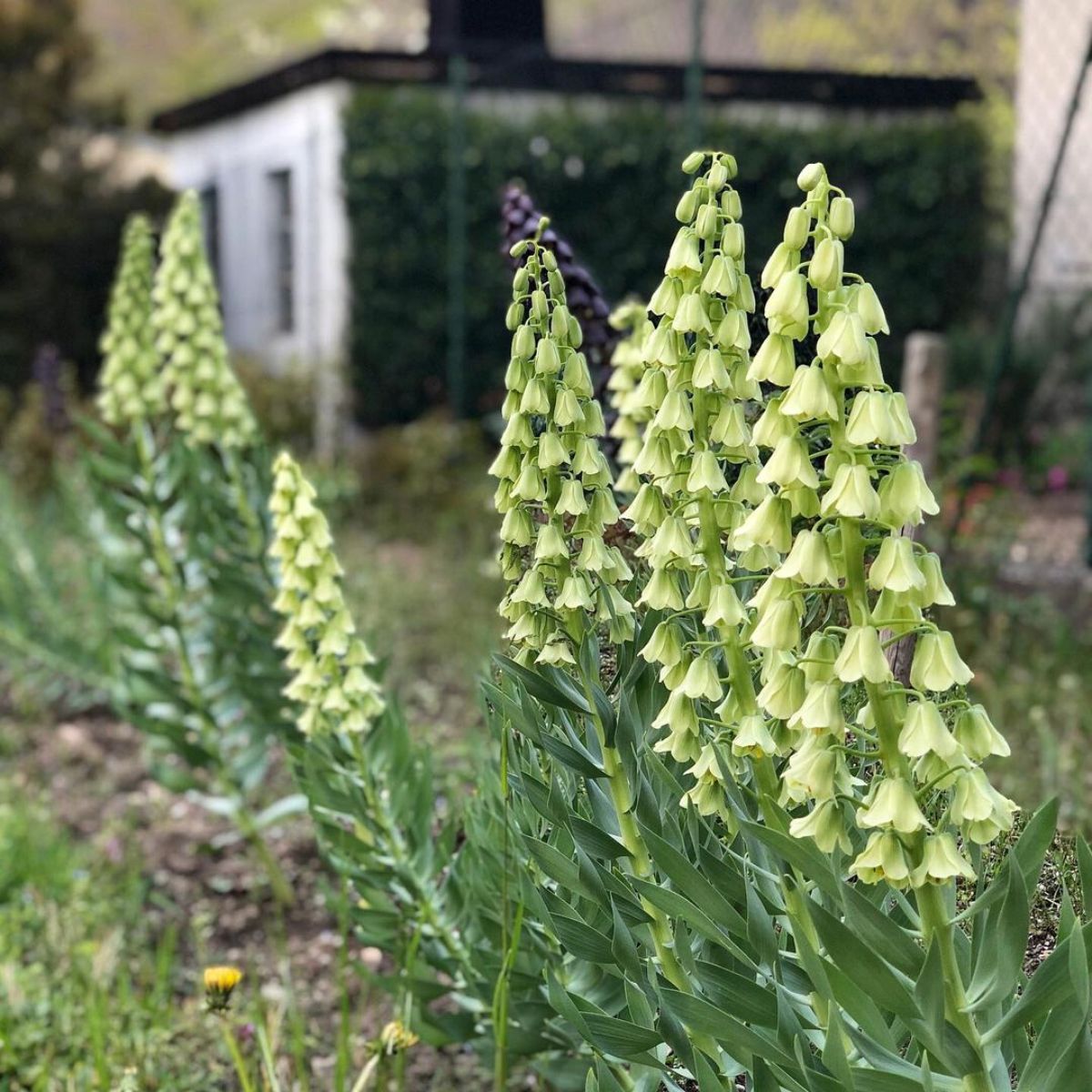 Fritillaria Persica alba