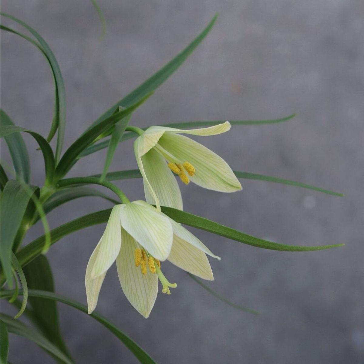 Yellowish fritillaria raddeana