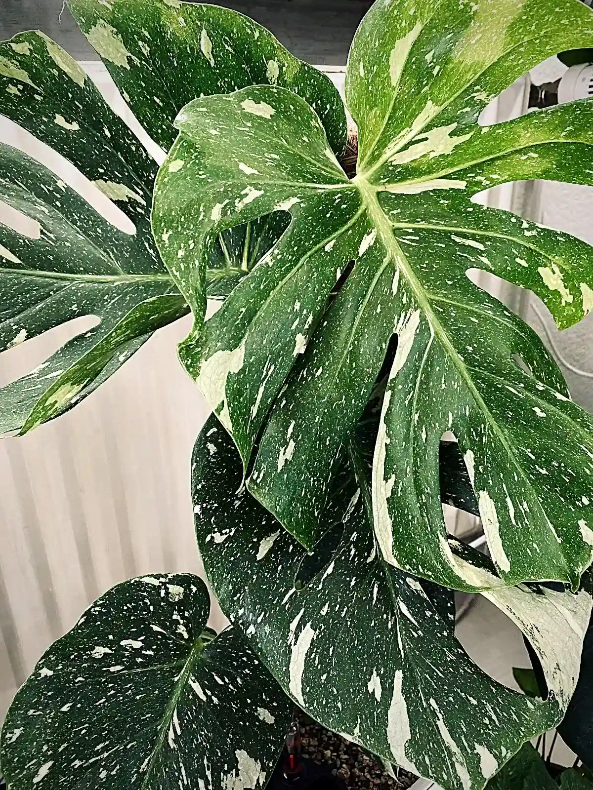 Monstera Albo Variegata Top Cutting 6 Leaf High Variegated 