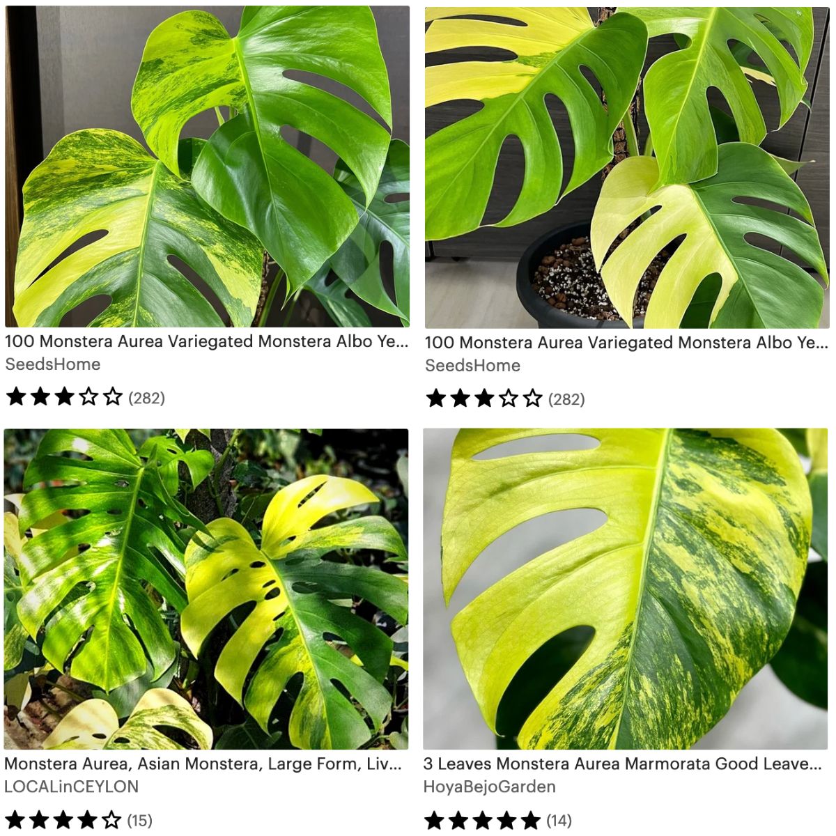 Monstera Aurea Marmorata on Etsy