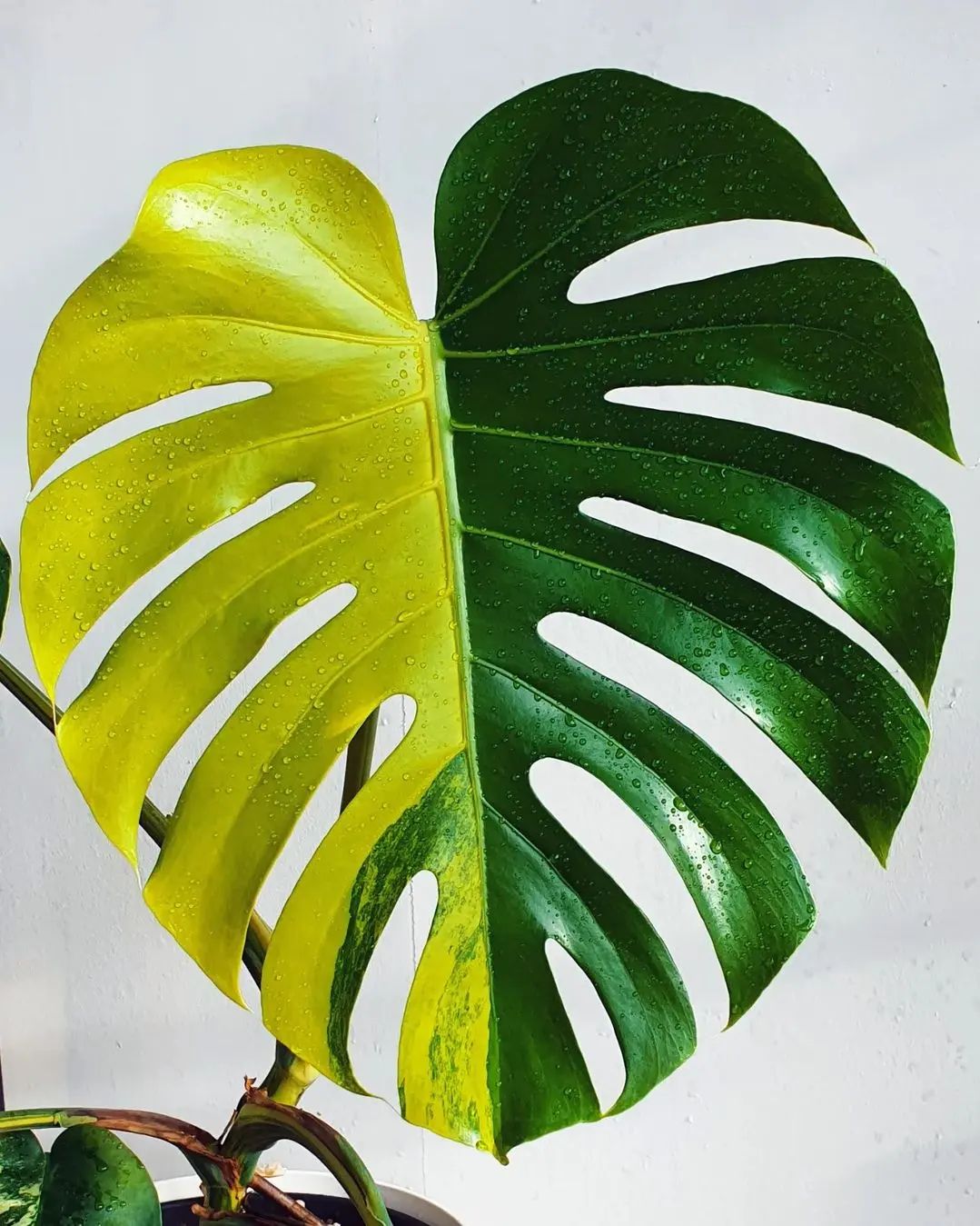 Monstera Aurea - The Lemon and Lime-Colored Swiss Cheese Plant ...