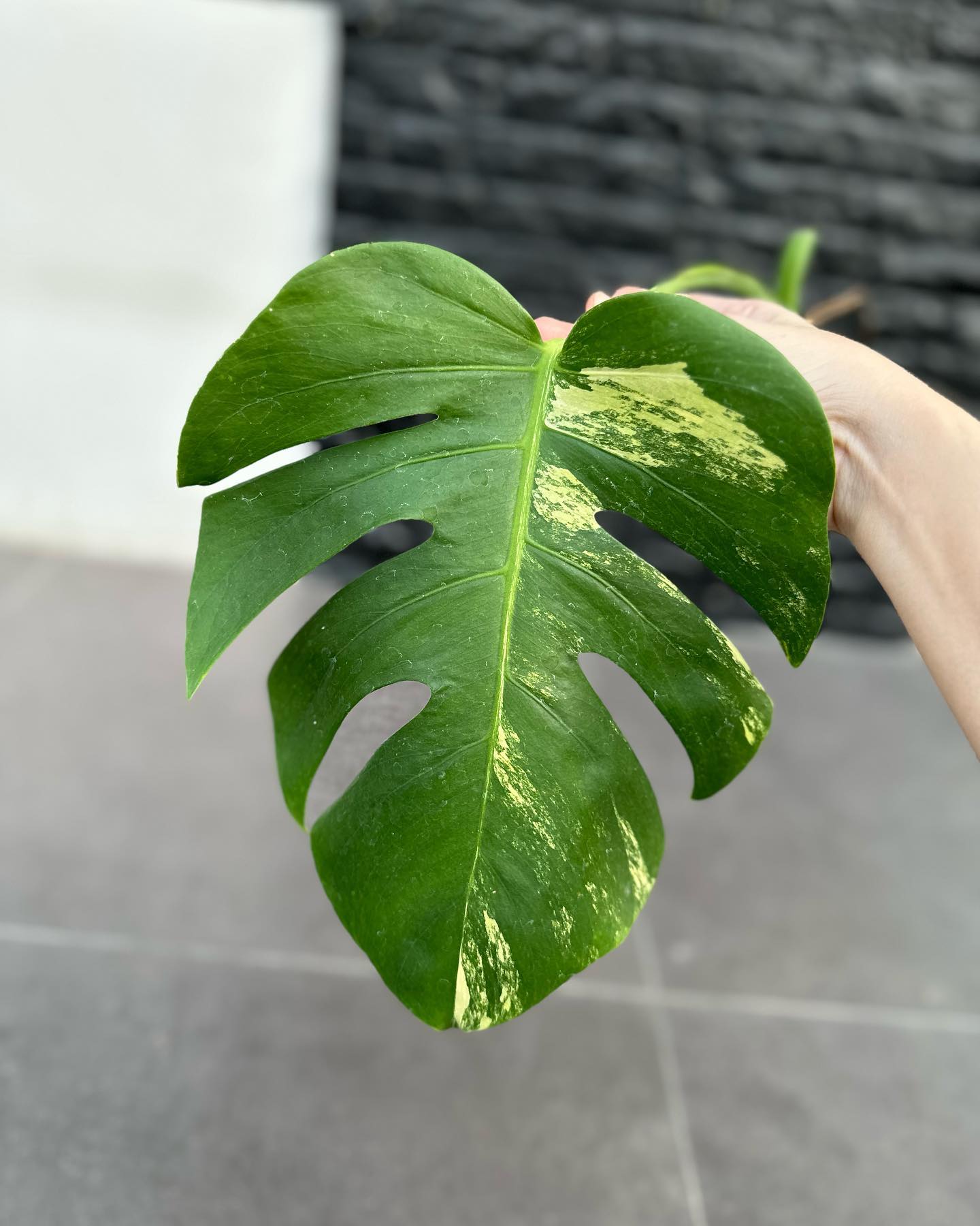 Cutting of Monstera Aurea with large leaf