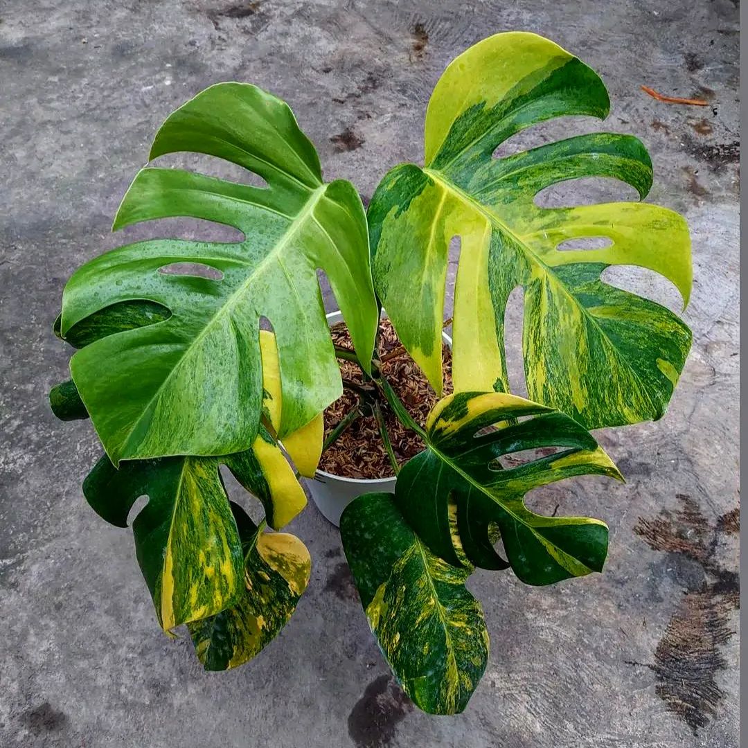 Monstera Aurea in pot with large Leaves