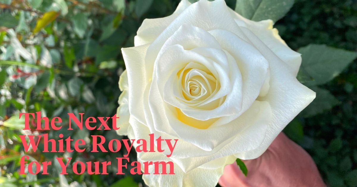 Rose Mont Royal next white beauty for your farm header