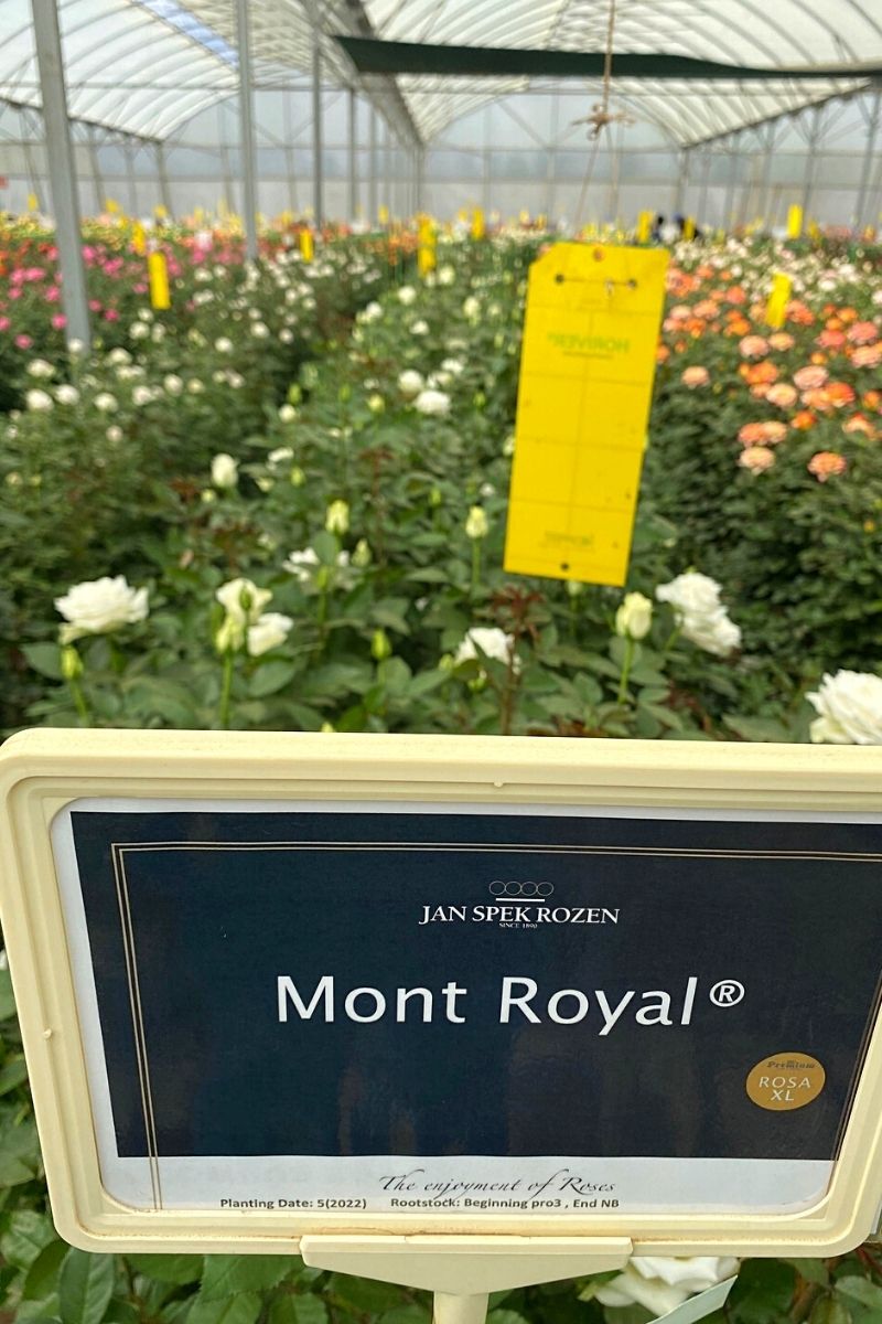 Rose Mont Royal by Jan Spek Rozen