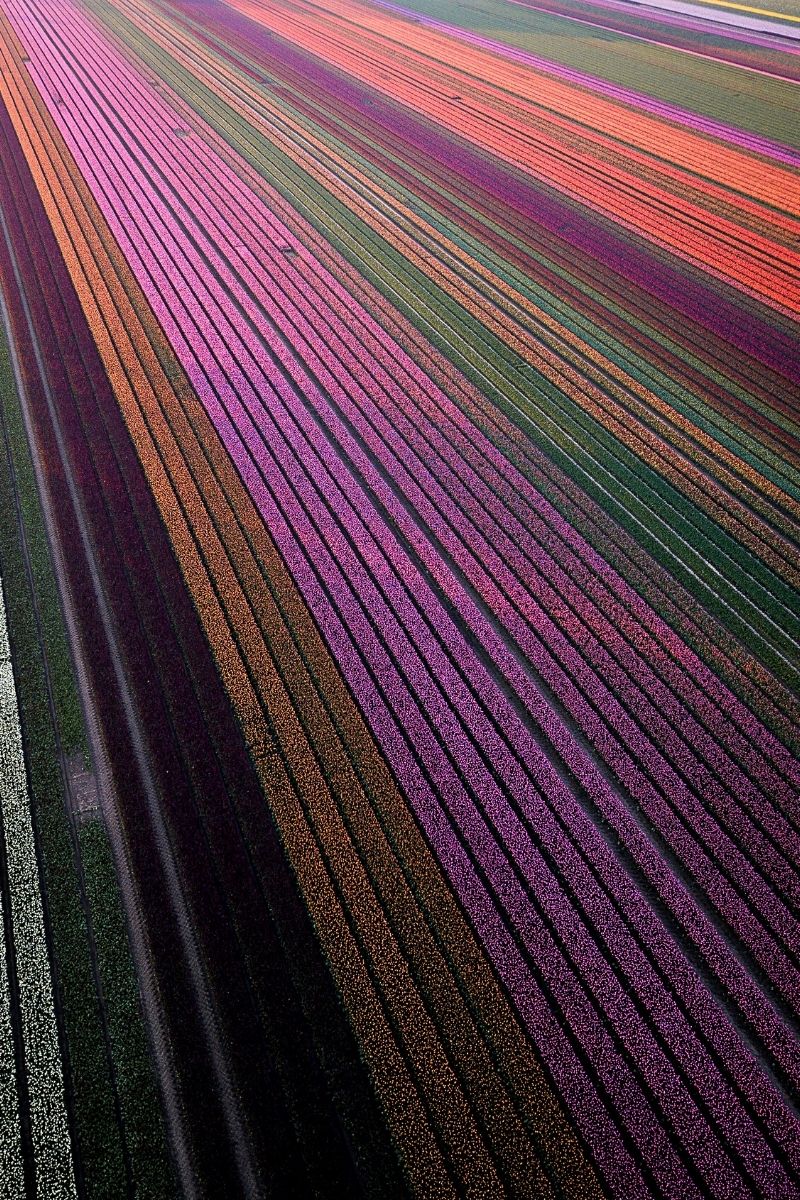The Netherlands land of tulips