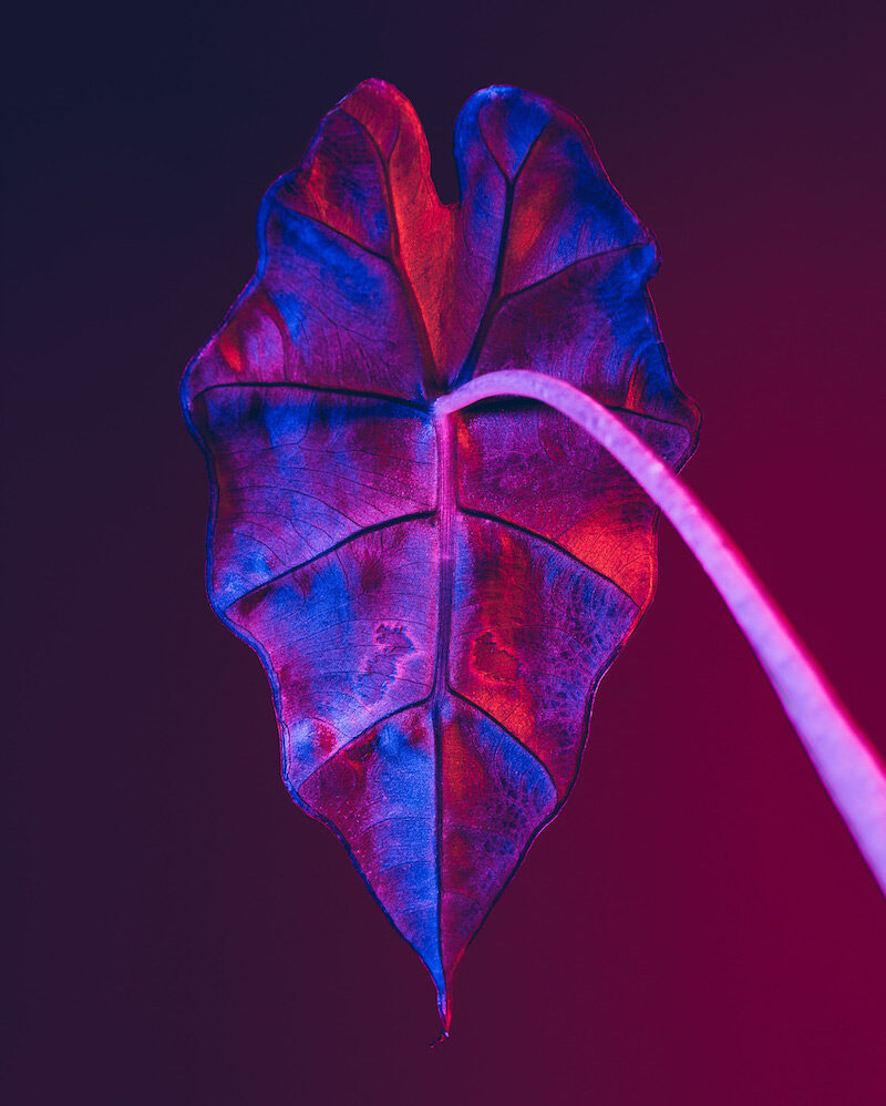 Lindsey Rickert Features Otherworldly Botanicals in Kaleidoscopic Light Leaf