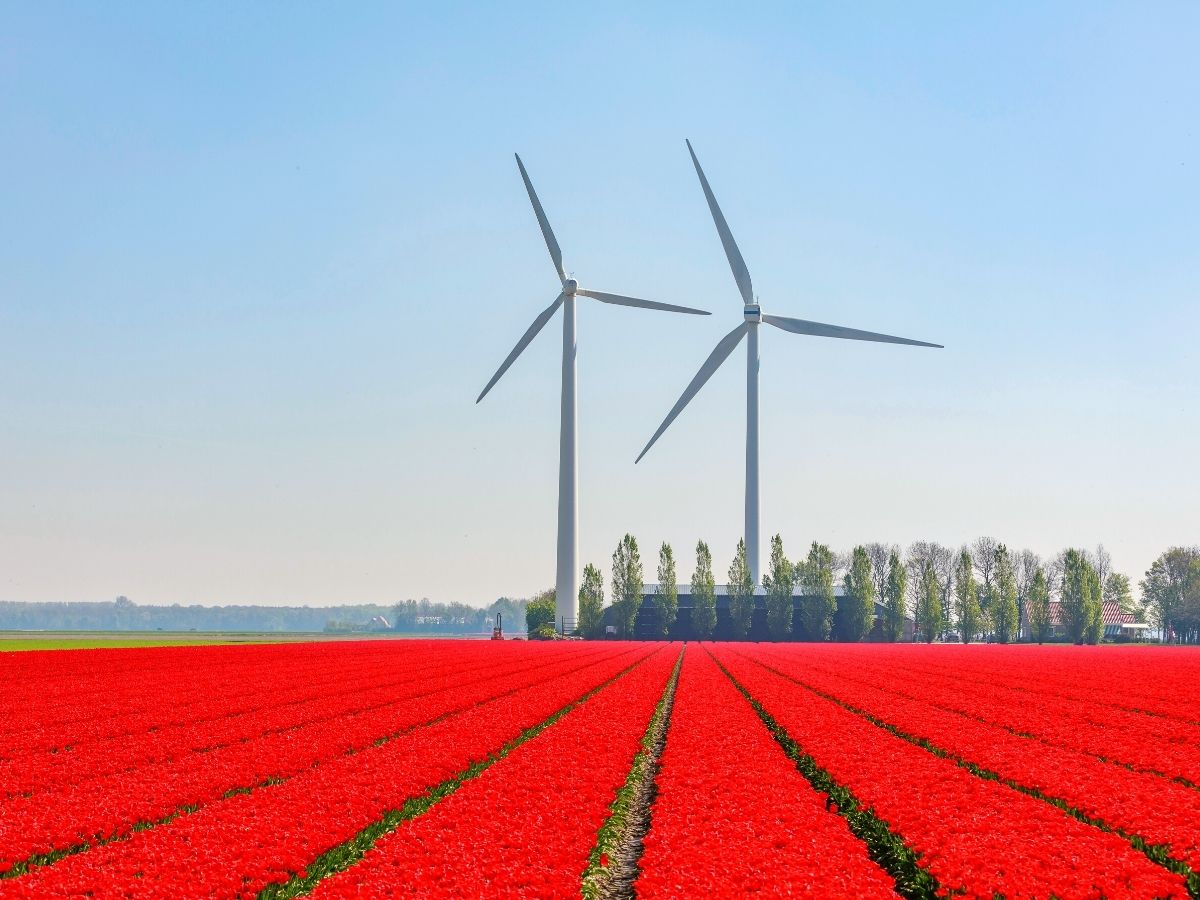 Astonishing fields full of tulips in The Netherlands