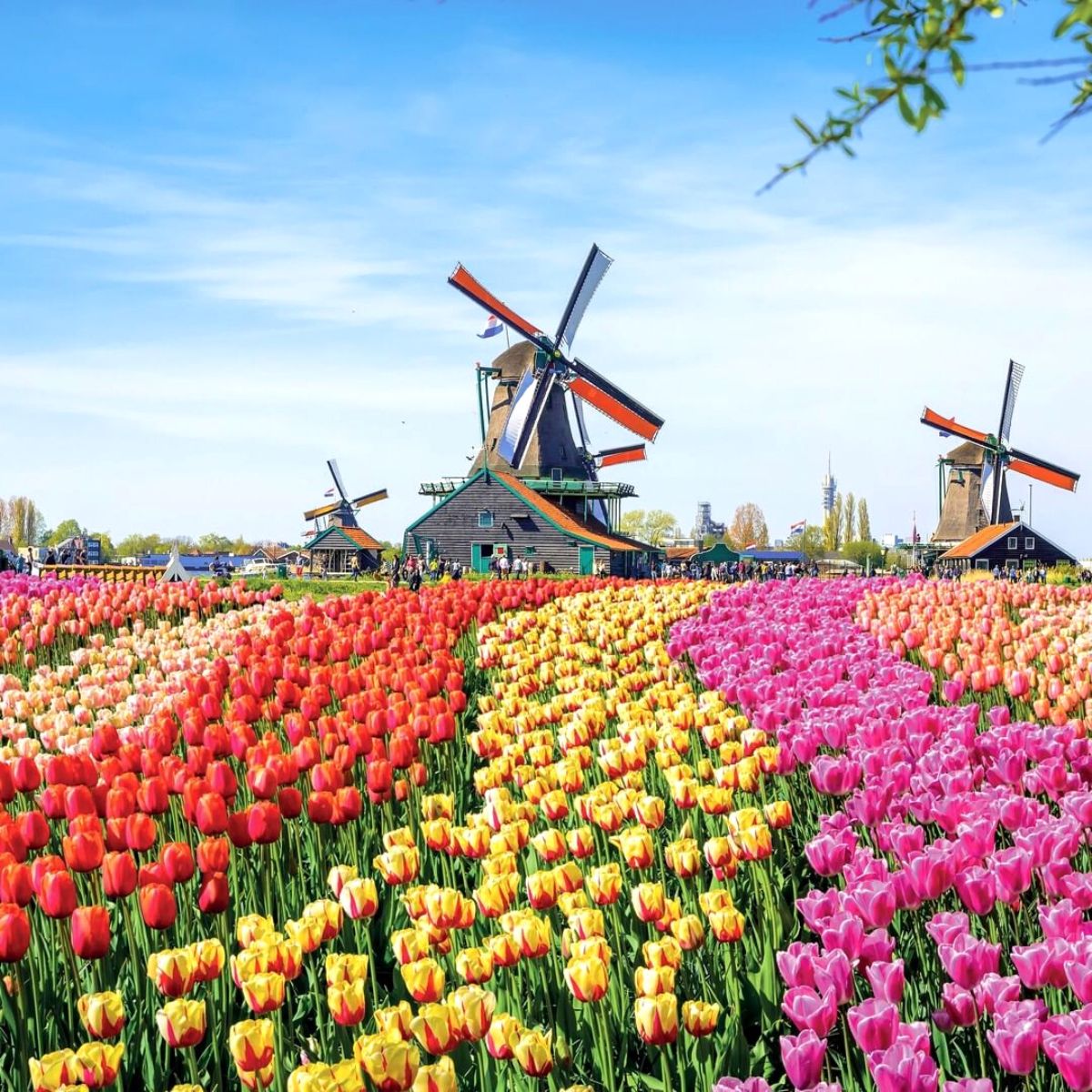Dutch tulip season is starting now
