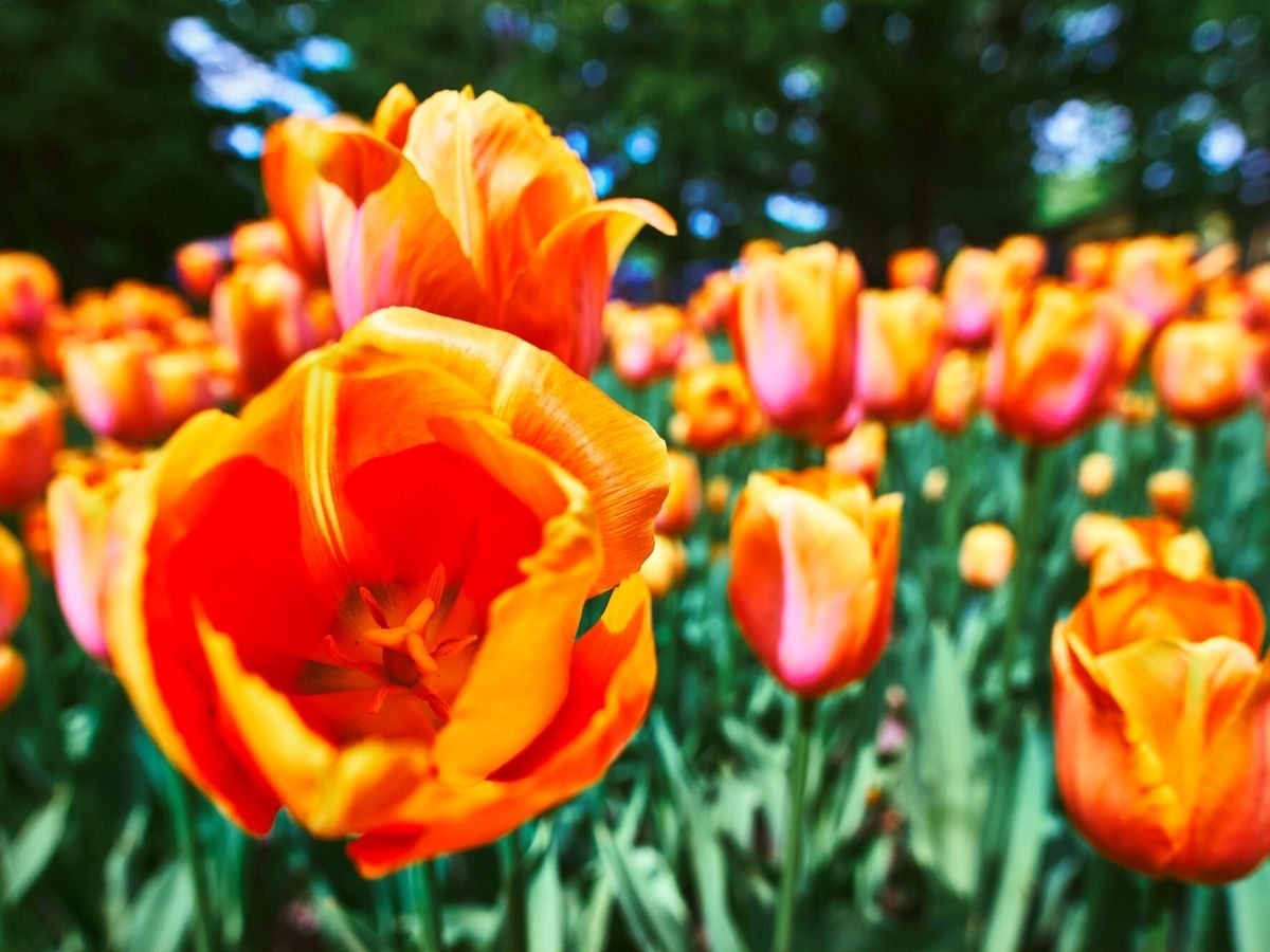 The history behind tulips