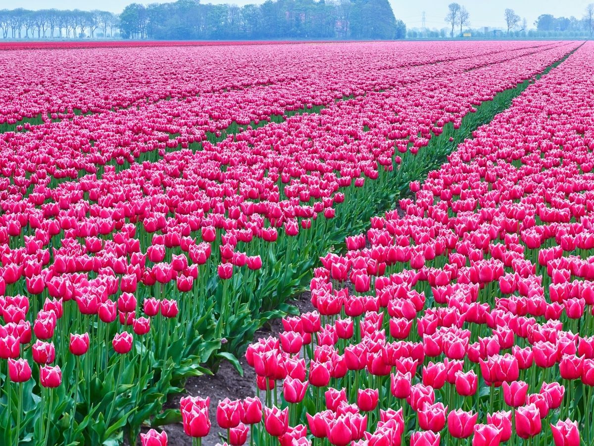 Beautiful open field of pink tulips