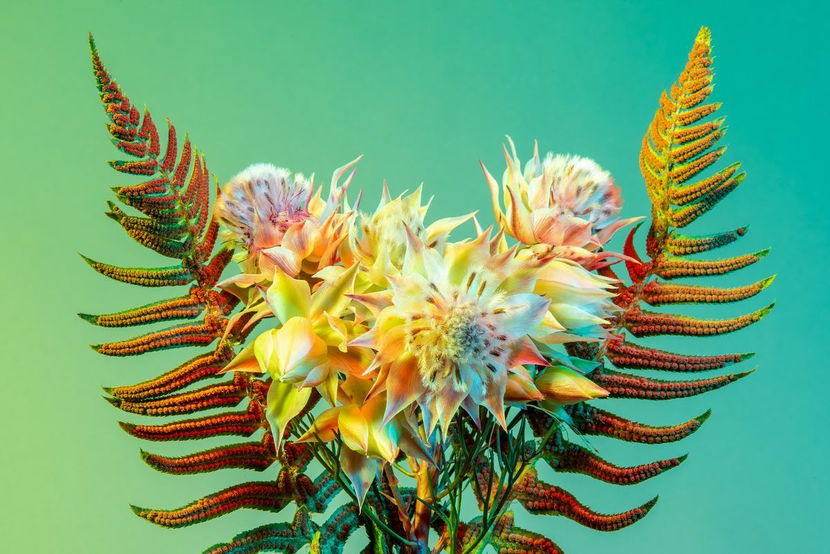Lindsey Rickert Features Otherworldly Botanicals in Kaleidoscopic Light Flowers