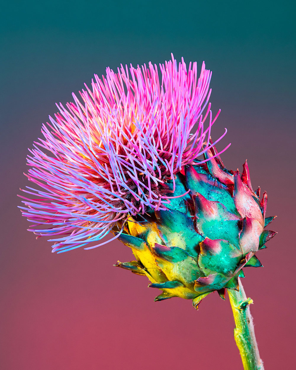 Lindsey Rickert Features Otherworldly Botanicals in Kaleidoscopic Light Artichoke