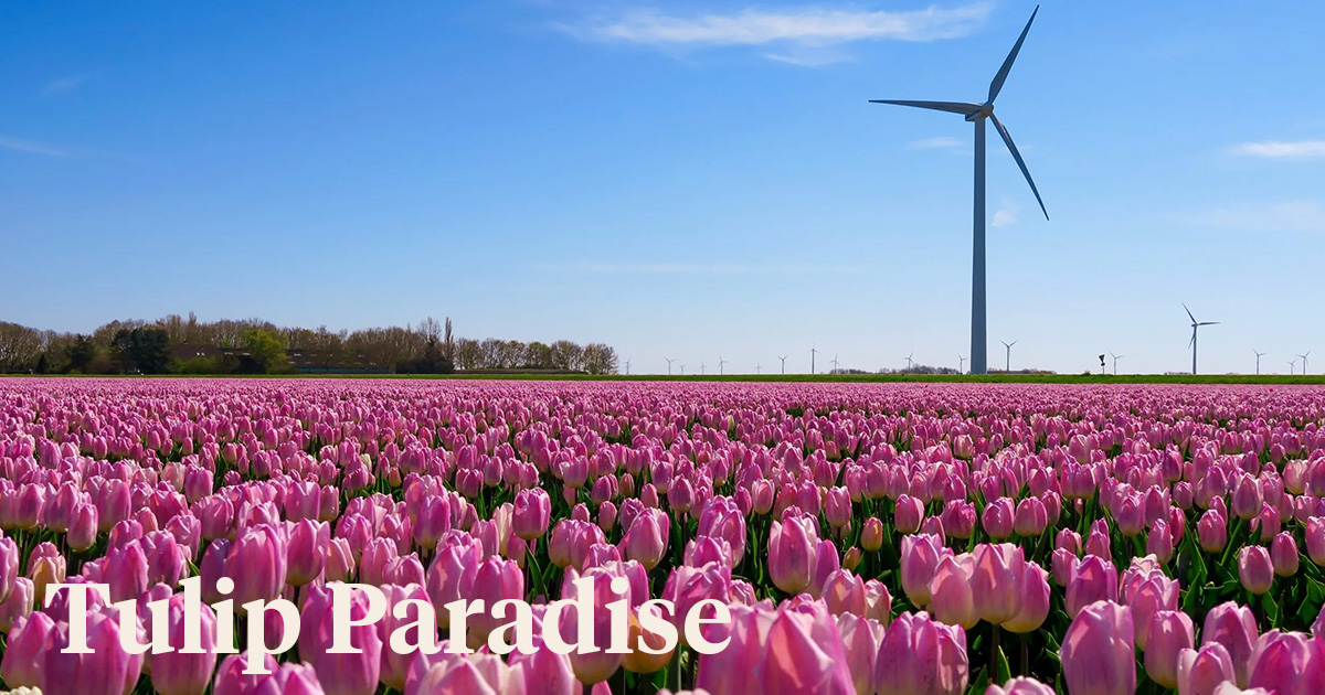 Netherlands The Land of Tulips header on Thursd