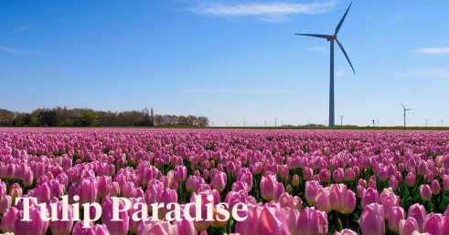 Netherlands - The Land Of Tulips - Article On Thursd