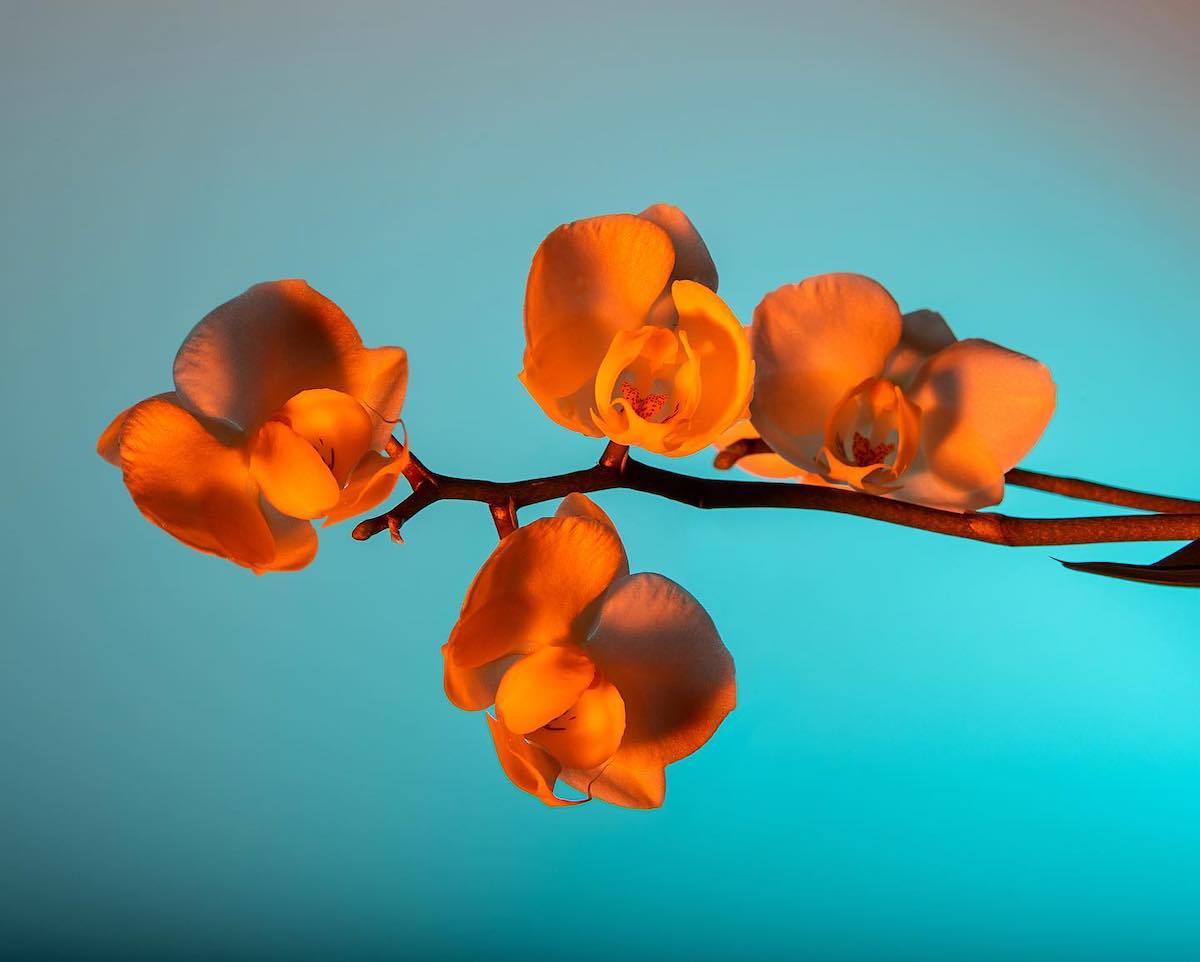 Lindsey Rickert Features Otherworldly Botanicals in Kaleidoscopic Light Orchid